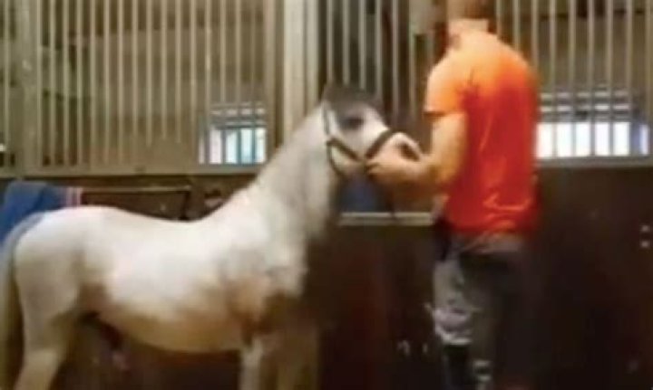 Animal Cruelty Exposed In "The Horse Video Michael Hanley"